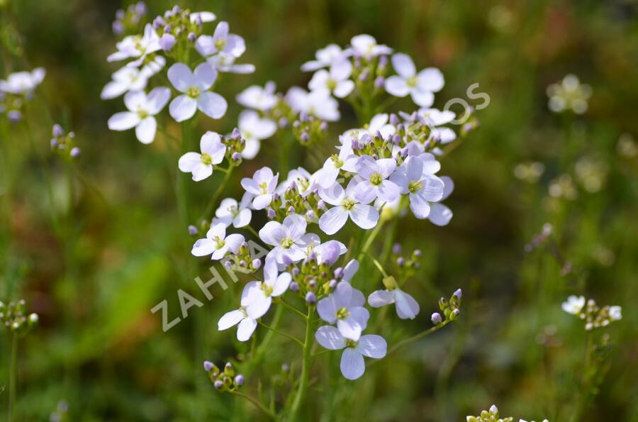 Řeřišnice luční - Cardamine pratensis