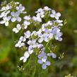 Řeřišnice luční - Cardamine pratensis