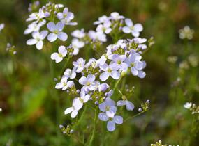 Řeřišnice luční - Cardamine pratensis
