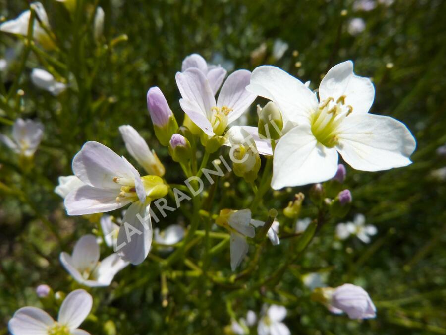 Řeřišnice luční - Cardamine pratensis
