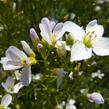 Řeřišnice luční - Cardamine pratensis