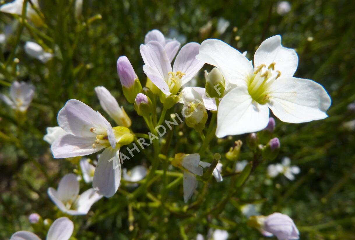 Řeřišnice luční - Cardamine pratensis