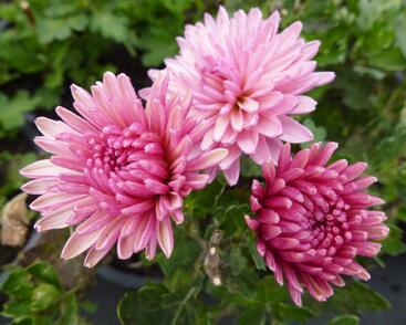 Listopadka indická 'Orchid Helen'