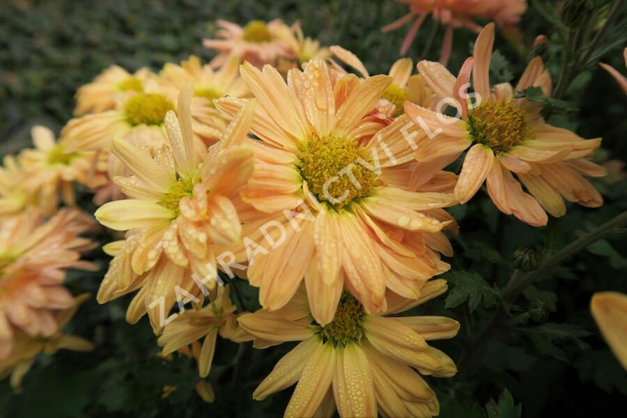 Listopadka indická 'Kleiner Bernstein' - Chrysanthemum indicum 'Kleiner Bernstein'