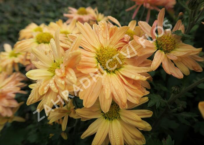 Listopadka indická 'Kleiner Bernstein' - Chrysanthemum indicum 'Kleiner Bernstein'