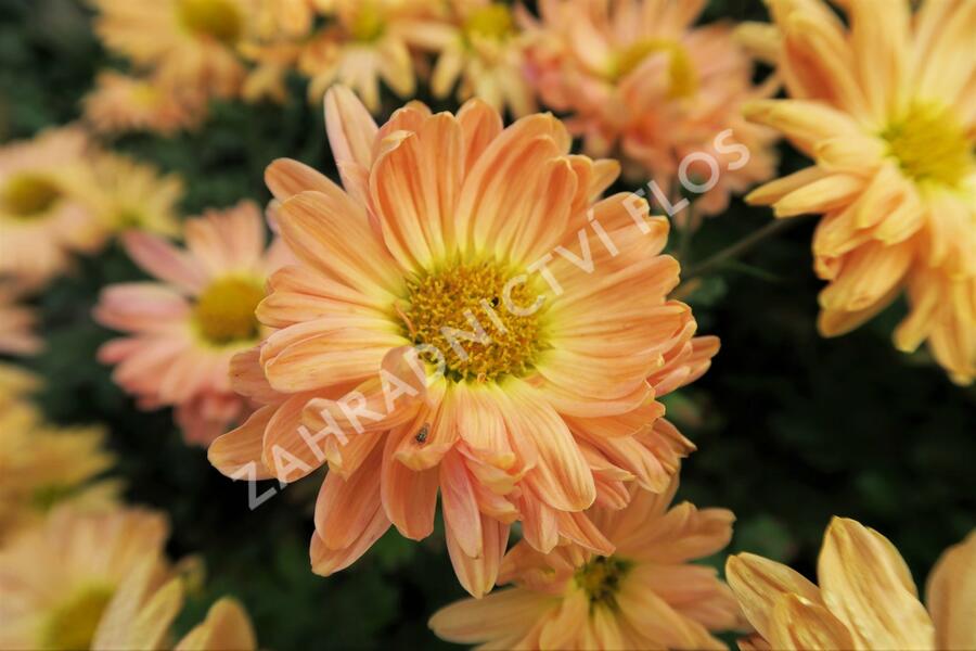 Listopadka indická 'Kleiner Bernstein' - Dendranthema indicum 'Kleiner Bernstein'