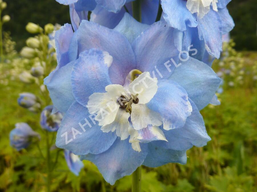 Ostrožka 'Sky Blue/White Bee' - Delphinium Magic Fountain 'Sky Blue/White Bee'