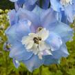 Ostrožka 'Sky Blue/White Bee' - Delphinium Magic Fountain 'Sky Blue/White Bee'