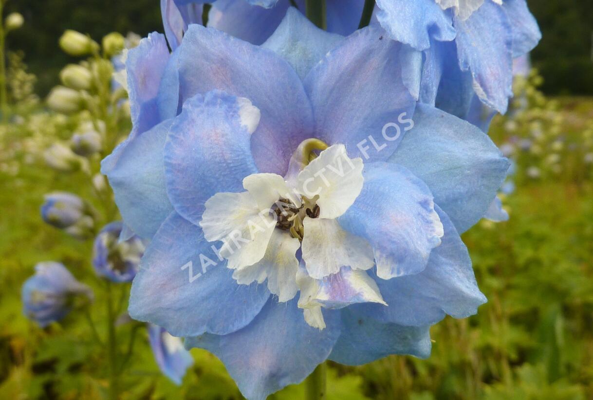 Ostrožka 'Sky Blue/White Bee' - Delphinium Magic Fountain 'Sky Blue/White Bee'