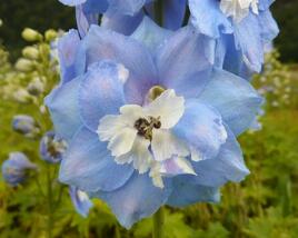 Ostrožka 'Sky Blue/White Bee'