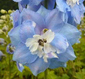 Ostrožka 'Sky Blue/White Bee' - Delphinium Magic Fountain 'Sky Blue/White Bee'