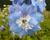 Ostrožka 'Sky Blue/White Bee'