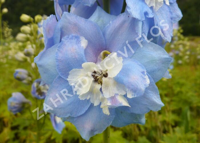 Ostrožka 'Sky Blue/White Bee' - Delphinium Magic Fountain 'Sky Blue/White Bee'