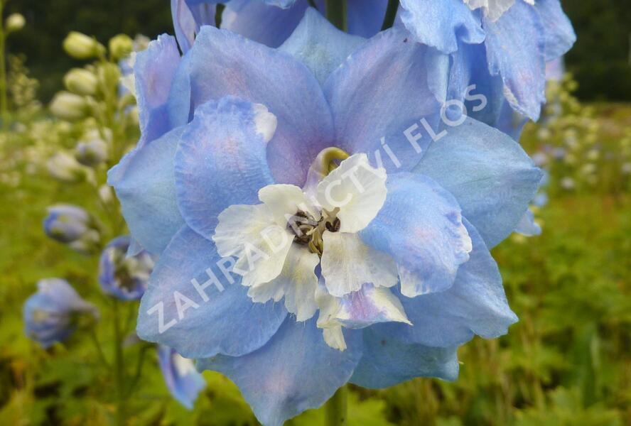 Ostrožka 'Sky Blue/White Bee' - Delphinium Magic Fountain 'Sky Blue/White Bee'