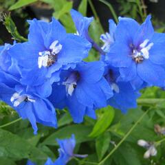 Ostrožka vyvýšená 'Skyliner' - Delphinium elatum 'Skyliner'