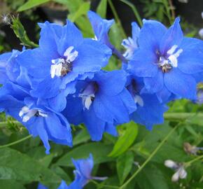 Ostrožka vyvýšená 'Skyliner' - Delphinium elatum 'Skyliner'