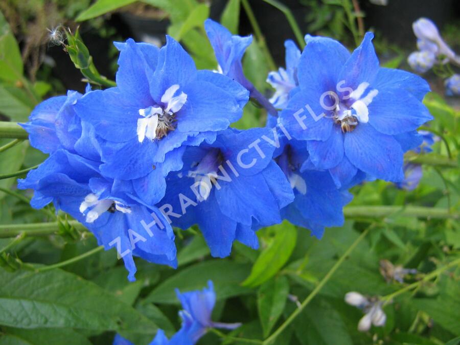 Ostrožka vyvýšená 'Skyliner' - Delphinium elatum 'Skyliner'