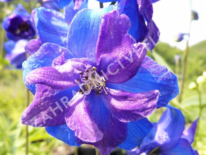 Ostrožka vyvýšená 'Gute Nacht' - Delphinium elatum 'Gute Nacht'