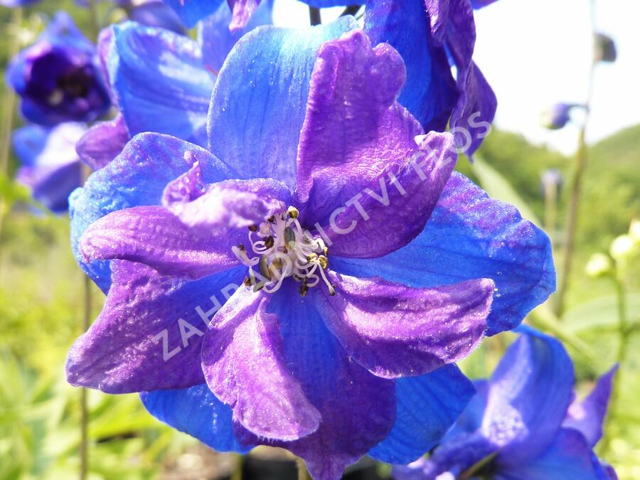 Ostrožka vyvýšená 'Gute Nacht' - Delphinium elatum 'Gute Nacht'