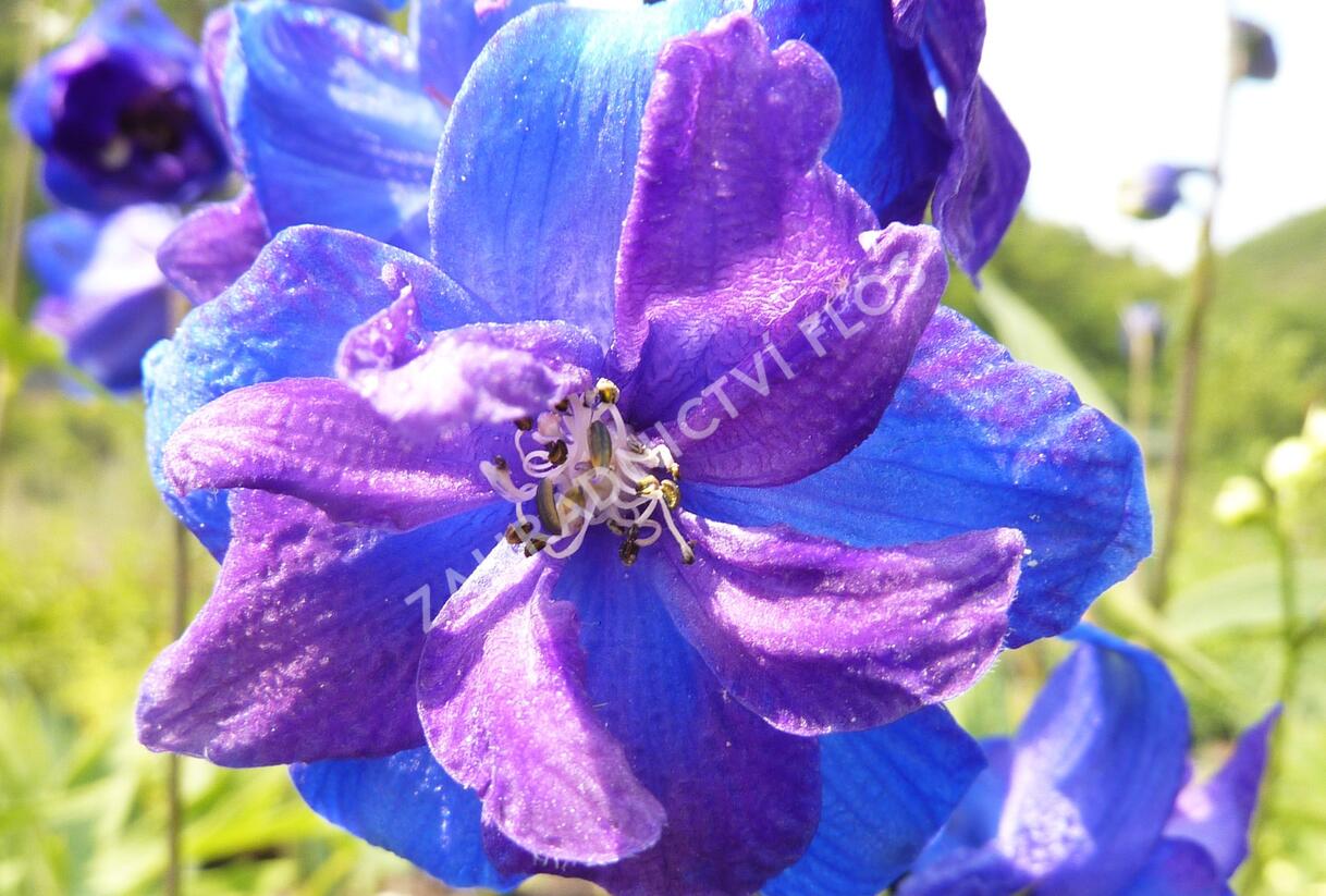 Ostrožka vyvýšená 'Gute Nacht' - Delphinium elatum 'Gute Nacht'