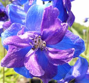 Ostrožka vyvýšená 'Gute Nacht' - Delphinium elatum 'Gute Nacht'