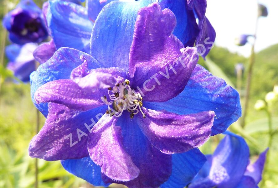 Ostrožka vyvýšená 'Gute Nacht' - Delphinium elatum 'Gute Nacht'