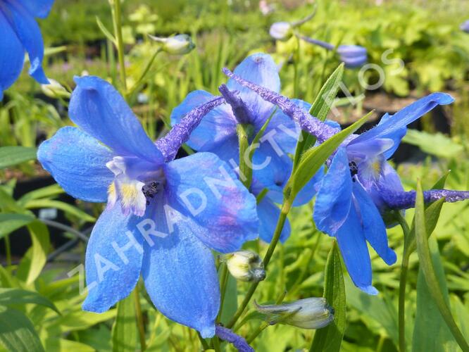 Ostrožka 'Piccolo' - Delphinium belladonna 'Piccolo'