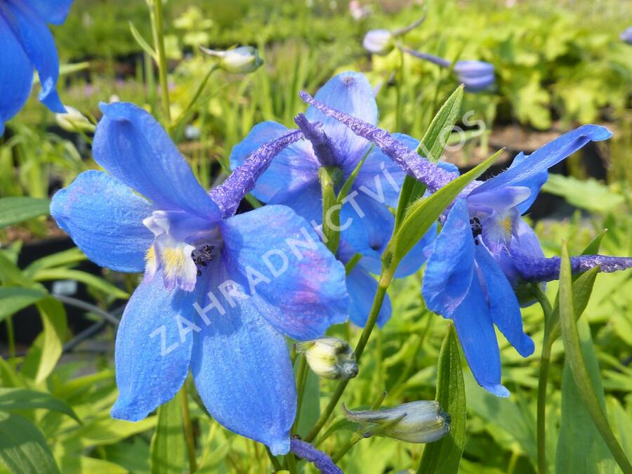 Ostrožka 'Piccolo' - Delphinium belladonna 'Piccolo'