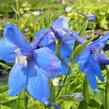 Ostrožka 'Piccolo' - Delphinium belladonna 'Piccolo'