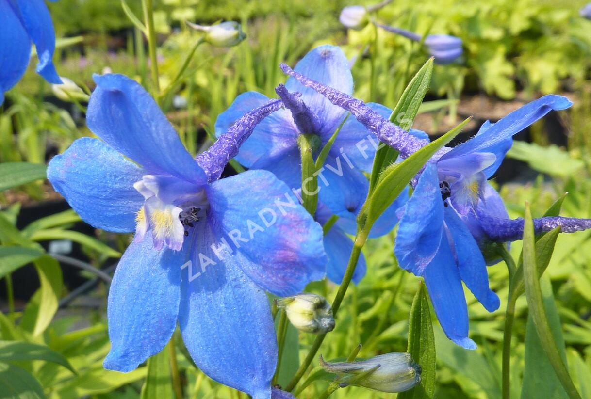 Ostrožka 'Piccolo' - Delphinium belladonna 'Piccolo'