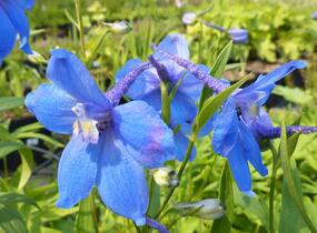 Ostrožka 'Piccolo' - Delphinium belladonna 'Piccolo'