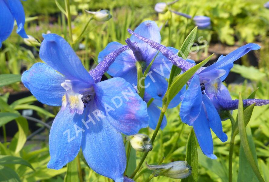 Ostrožka 'Piccolo' - Delphinium belladonna 'Piccolo'