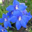 Ostrožka 'Piccolo' - Delphinium belladonna 'Piccolo'