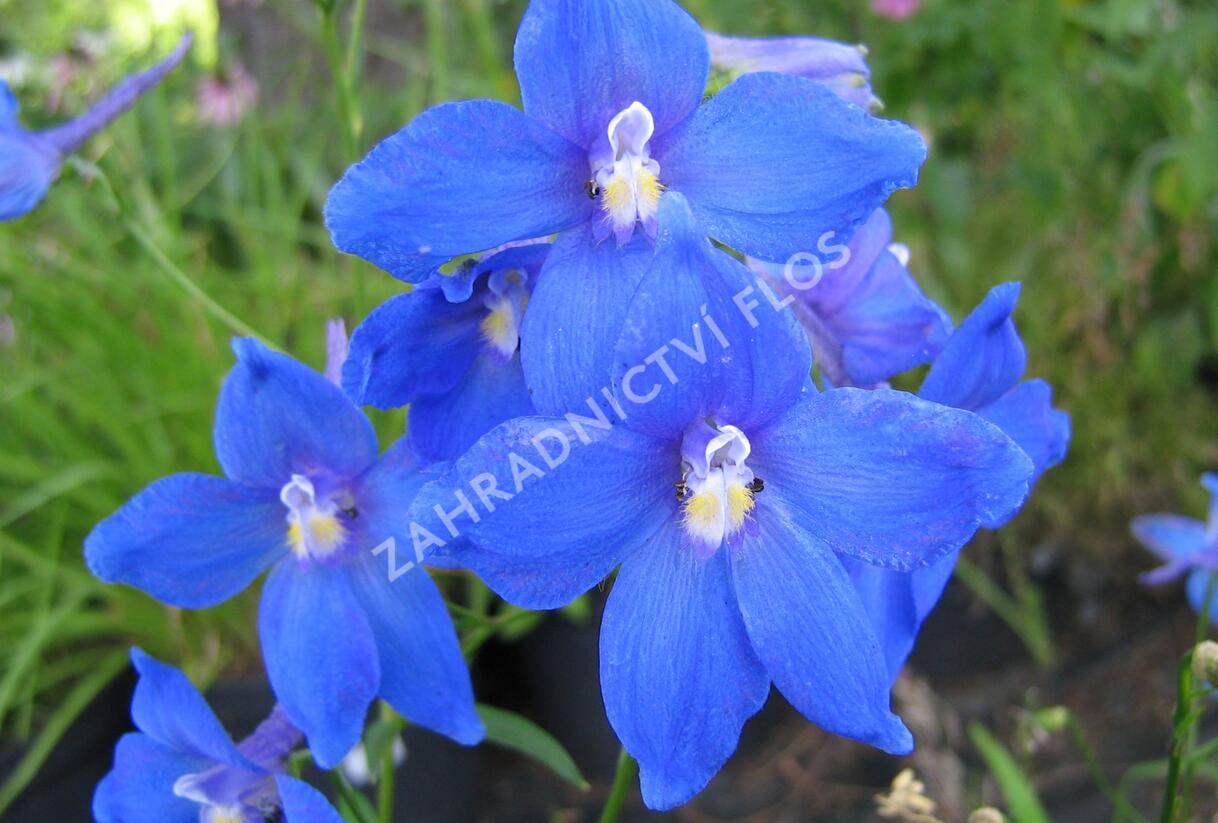 Ostrožka 'Piccolo' - Delphinium belladonna 'Piccolo'