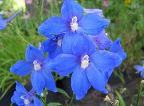 Ostrožka 'Piccolo' - Delphinium belladonna 'Piccolo'