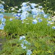 Ostrožka 'Ballkleid' - Delphinium belladonna 'Ballkleid'