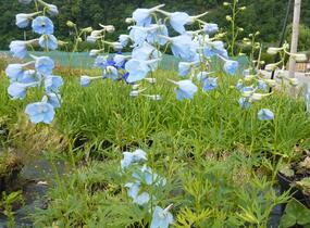 Ostrožka 'Ballkleid' - Delphinium belladonna 'Ballkleid'