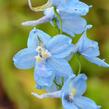 Ostrožka 'Ballkleid' - Delphinium belladonna 'Ballkleid'