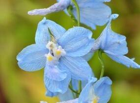 Ostrožka 'Ballkleid' - Delphinium belladonna 'Ballkleid'