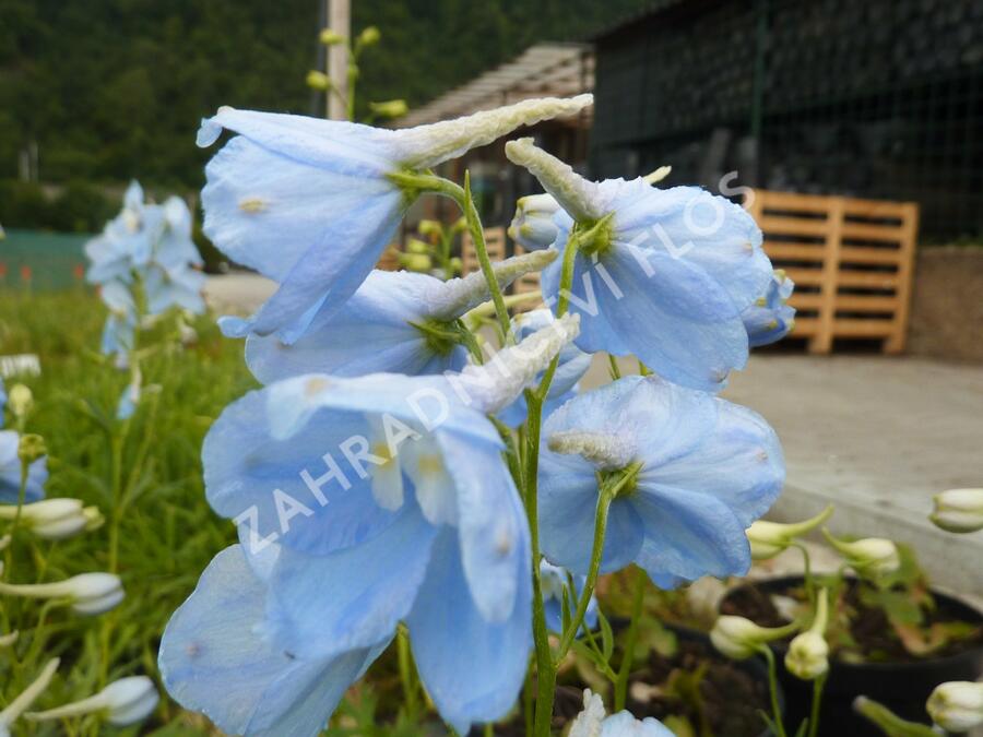 Ostrožka 'Ballkleid' - Delphinium belladonna 'Ballkleid'