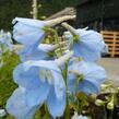Ostrožka 'Ballkleid' - Delphinium belladonna 'Ballkleid'
