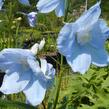 Ostrožka 'Ballkleid' - Delphinium belladonna 'Ballkleid'