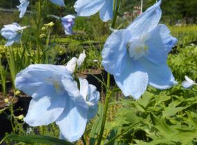 Ostrožka 'Ballkleid' - Delphinium belladonna 'Ballkleid'
