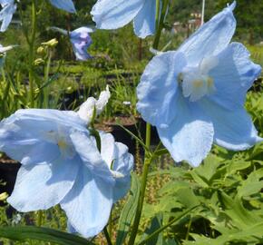 Ostrožka 'Ballkleid' - Delphinium belladonna 'Ballkleid'