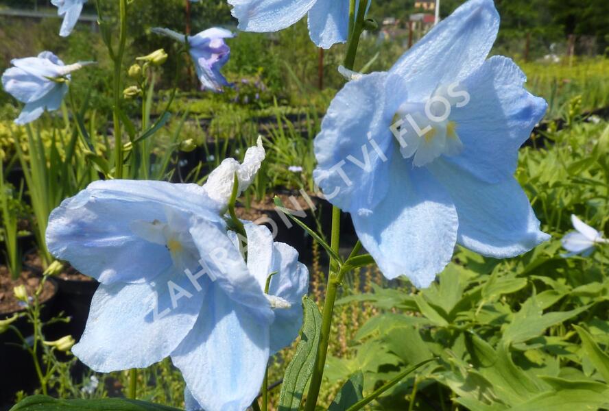 Ostrožka 'Ballkleid' - Delphinium belladonna 'Ballkleid'