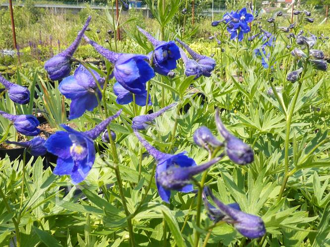 Ostrožka 'Atlantis' - Delphinium belladonna 'Atlantis'