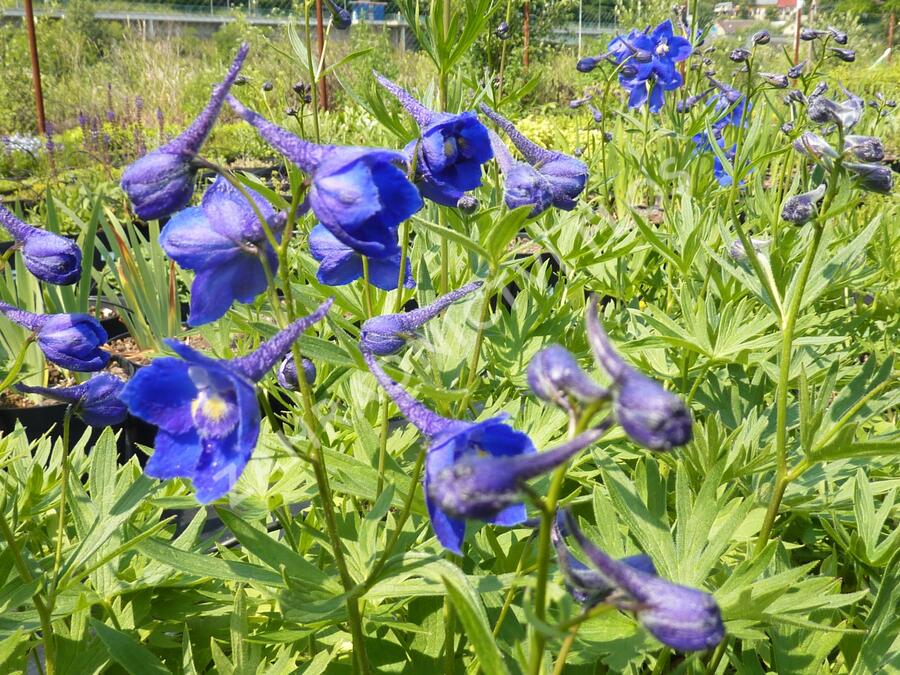 Ostrožka 'Atlantis' - Delphinium belladonna 'Atlantis'