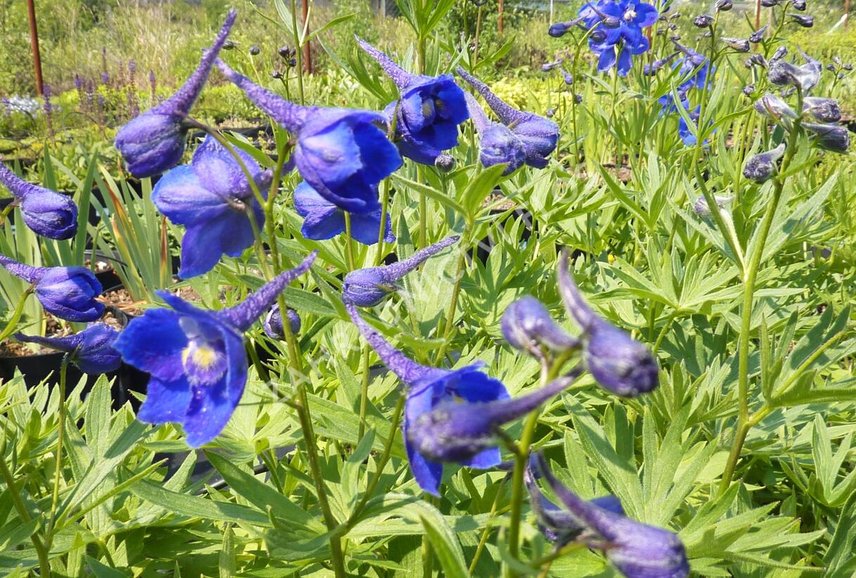 Ostrožka 'Atlantis' - Delphinium belladonna 'Atlantis'