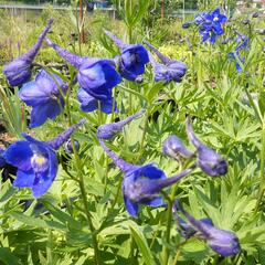 Ostrožka 'Atlantis' - Delphinium belladonna 'Atlantis'