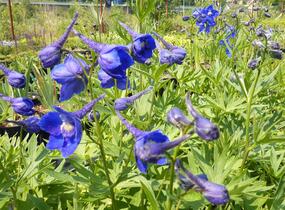 Ostrožka 'Atlantis' - Delphinium belladonna 'Atlantis'